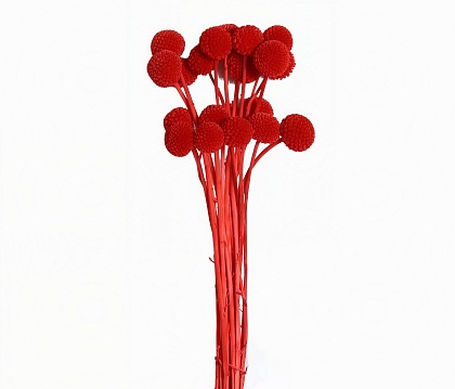Сухоцвет "Краспедия", длина 60-70 см., размер шарика 2,0-2,5 см, 20 шт/упак., красный