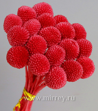 Сухоцвет "Краспедия", длина 60-70 см, размер шарика 2,0-2,5 см, 20 шт/упак. Насыщенный красный