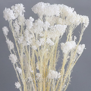 Сухоцвет "Рисовый цветок (Диосми)", длина 60-70 см, 3-5 веток/упак., 80 гр.,выбеленн. белый