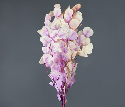 Сухоцвет "Эвкалипт Цинерия", длина 60-70 см, 100 гр/упак., градиент бело-сиреневый.