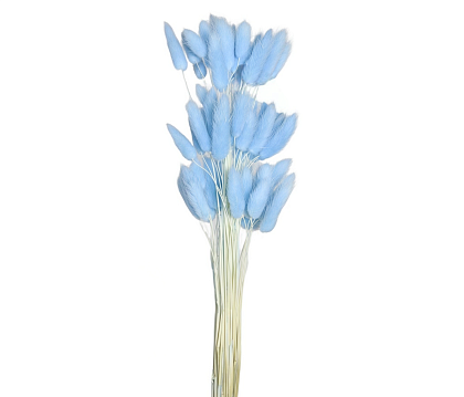Сухоцвет "Лагурус", 60 шт в пучке, разм. цветка 5-7 см., небесно-голубой
