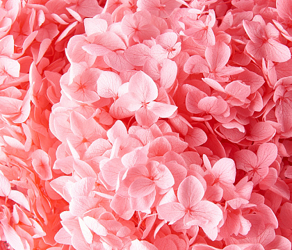 Сухоцвет "Гортензия", длина 60-70 см, диаметр цветка 20 см, розовый