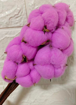 Сухоцвет "Хлопок" 10 шт./упак. Фуксия