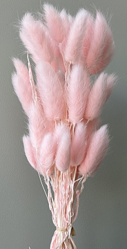 Сухоцвет "Лагурус", 60 шт в пучке, разм. цветка 5-7 см, выбеленно-розовый.