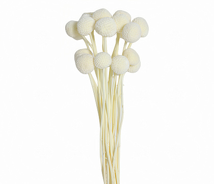 Сухоцвет "Краспедия", длина 60-70 см., размер шарика 2,0-2,5 см, 20 шт/упак., шампань