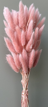 Сухоцвет "Лагурус", 60 шт в пучке, разм. цветка 5-7 см,  розовый.