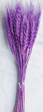 Сухоцвет "Пшеница", длина 60-70 см, 50-60 гр, 50 шт/упак., светло-сиреневый.