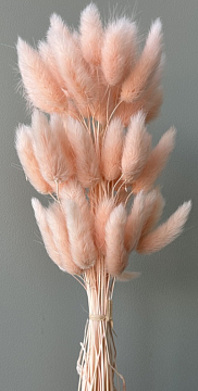 Сухоцвет "Лагурус", 60 шт в пучке, разм. цветка 5-7 см, нежно-персиковый.