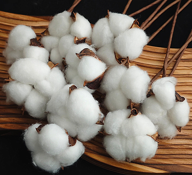 Сухоцвет "Хлопок" 10 шт./упак,белый