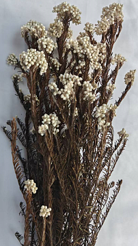 Сухоцвет "Рисовый цветок (Диосми)", длина 60-70 см, 3-5 веток/упак., 80 гр, белый