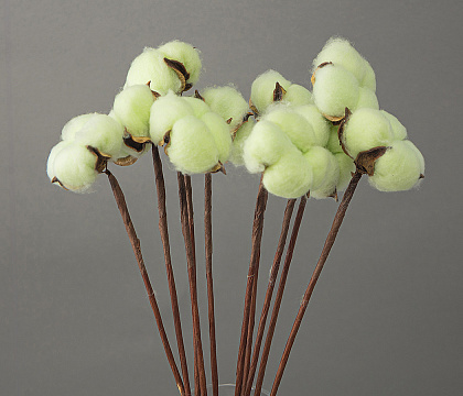 Сухоцвет "Хлопок" 10 шт./упак. Фисташковый