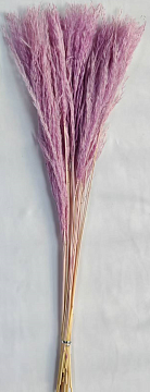 Сухоцвет "Пушистая пампасная трава", длина 60-70 см, 20 шт. светло-сиреневый.