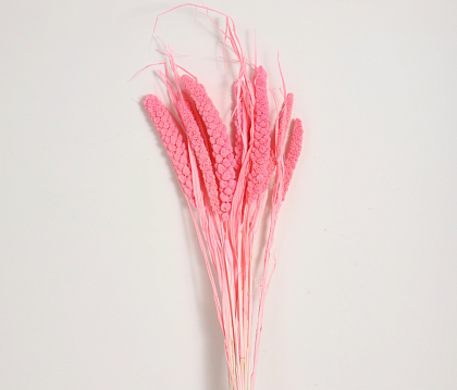 Сухоцвет "Сетария", длина 60-70 см., 10 шт./упак., розовый
