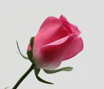 Цветок искусственный декоративный "Роза", H32*D5 см., розовый