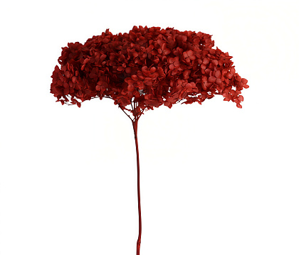 Сухоцвет "Гортензия" длина 60-70 см, диаметр цветка 20 см, 40-60 гр., бордовый