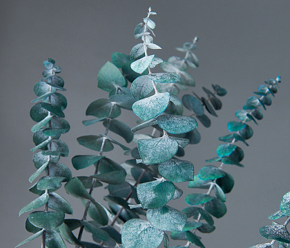 Сухоцвет "Эвкалипт Бэби Блю", длина 60-65 см, 10 шт./упак., пыльно-зеленый.