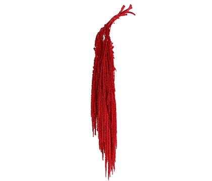 Сухоцвет "Амарантус", длина 70-110 см, 5 шт./упак., красный