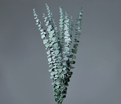 Сухоцвет "Эвкалипт Бэби Блю", длина 60-65 см, 10 шт./упак., насыщенн.зеленый.