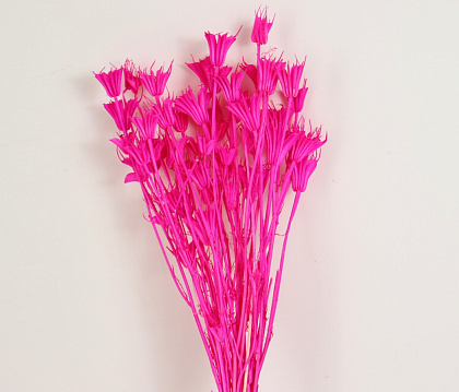 Сухоцвет "Нигелла", длина 70 см, 40-50 гр., французский розовый