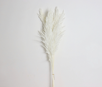 Сухоцвет "Тростник", 20-40 см, 5 шт/упак., белый.