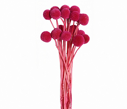 Сухоцвет "Краспедия", длина 60-70 см., размер шарика 2,0-2,5 см, 20 шт/упак., насыщенно-розовый