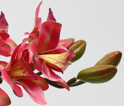 Цветок искусственный декоративный "Орхидея", 82 см., 8 соцветий, темно-розовый