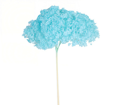 Сухоцвет "Гортензия" длина 60-70 см, диаметр цветка 20 см, 40-60 гр., тиффани