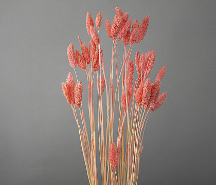 Сухоцвет "Фаларис", длина 60-70 см, 50 шт., розовый