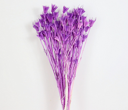 Сухоцвет "Нигелла", длина 70 см, 40-50 гр., сиреневый