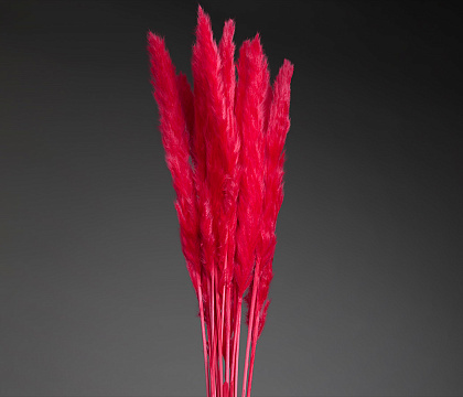 Сухоцвет "Камыш", длина 60-80 см, 15 шт/упак, фуксия.