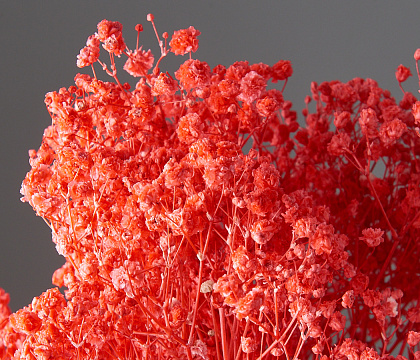 Сухоцвет "Гипсофила", длина 70-80 см, 120 гр/упак., сочный арбуз.