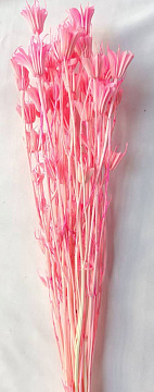 Сухоцвет "Нигелла", длина 70 см, 40-50 гр., нежно-розовый.