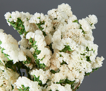 Сухоцвет "Статица", длина 60-70 см, 3-5 веток/упак., 100-120 гр, белый