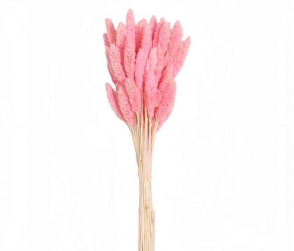 Сухоцвет "Фаларис", длина 60-70 см, 50 шт., светло-розовый.