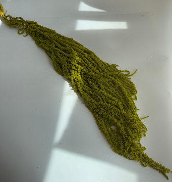 Сухоцвет "Амарантус", длина 70-100 см, травяной