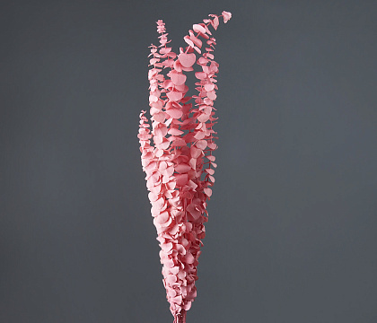 Сухоцвет "Эвкалипт Бэби Блю", длина 60-65 см, 10 шт./упак., выбеленно-розовый.