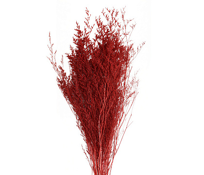 Сухоцвет "Лимониум", длина 60-80 см, 100 гр., бордовый