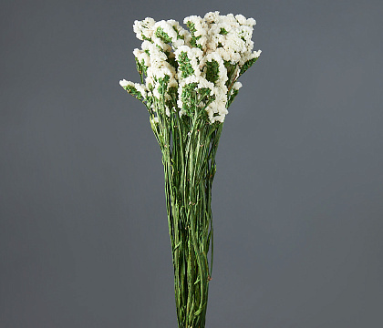 Сухоцвет "Статица", длина 60-70 см, 3-5 веток/упак., 100-120 гр, белый