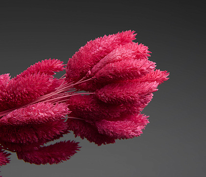 Сухоцвет "Фаларис", длина 60-70 см, 50 шт., сиреневый