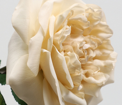 Цветок искусственный декоративный "Роза Остина", H65*D14 см., светло-бежевый