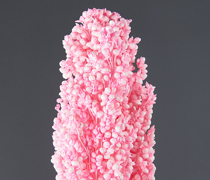 Сухоцвет "Сорго", длина 70-80 см. 130-180 гр./упак. насыщ.розовый