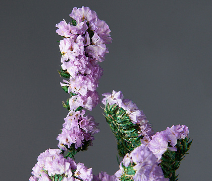 Сухоцвет "Статица", 120 гр/упак., лавандовый