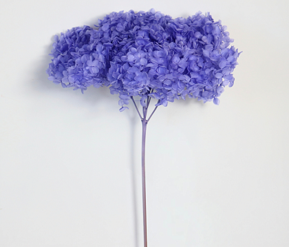 Сухоцвет "Гортензия" длина 60-70 см, диаметр цветка 20 см, 40-60 гр., светло-сиреневый
