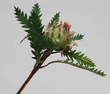 Цветок искусственный декоративный "Артишок", H52*D10*8 см., зеленый