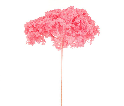 Сухоцвет "Гортензия" длина 60-70 см, диаметр цветка 20 см, 40-60 гр., насыщенно-розовый