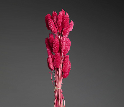 Сухоцвет "Фаларис", длина 60-70 см, 50 шт., сиреневый