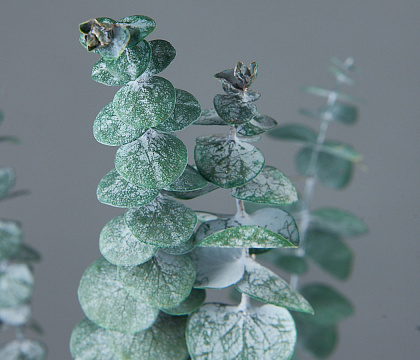 Сухоцвет "Эвкалипт Бэби Блю", длина 60-65 см, 10 шт./упак., насыщенн.зеленый.