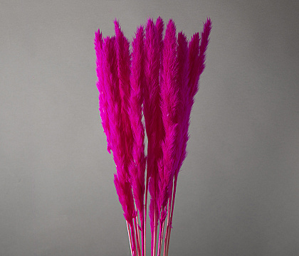 Сухоцвет "Камыш", длина 60-80 см, 15 шт/упак.фуксия