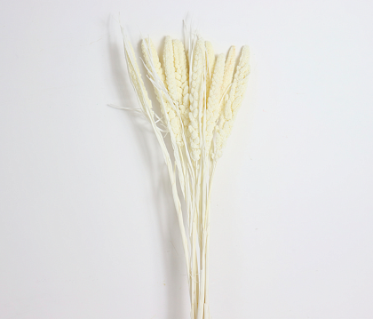 Сухоцвет "Сетария", длина 60-70 см., 10 шт./упак., белый
