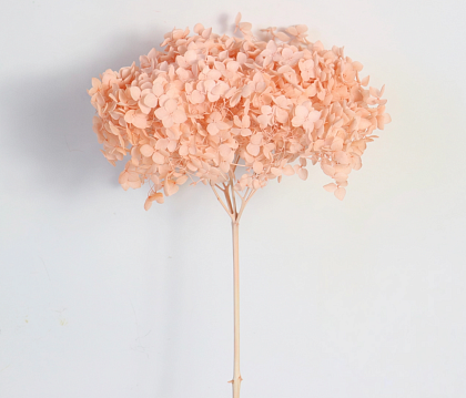 Сухоцвет "Гортензия" длина 60-70 см, диаметр цветка 20 см, 40-60 гр., светло-персиковый
